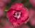 Hvozdík péřitý 'Dixie Deep Rose'