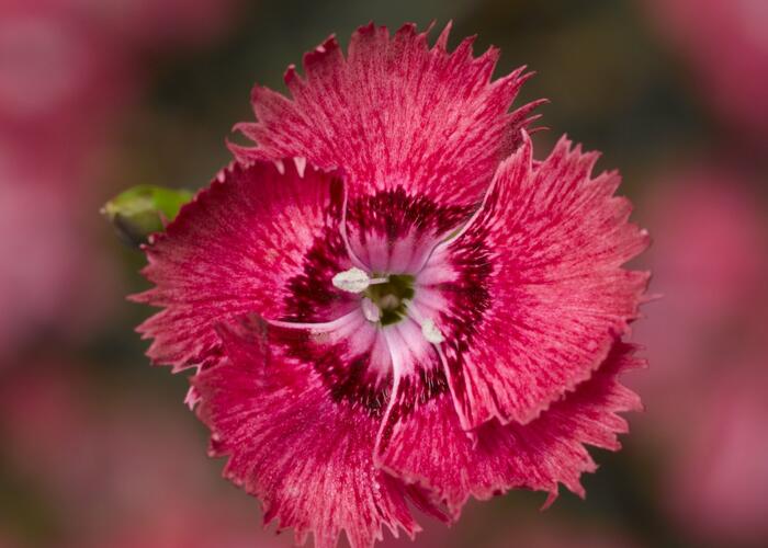 Hvozdík péřitý 'Dixie Deep Rose' - Dianthus plumarius 'Dixie Deep Rose'