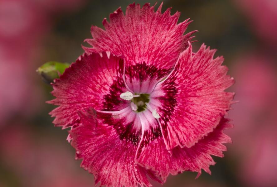 Hvozdík péřitý 'Dixie Deep Rose' - Dianthus plumarius 'Dixie Deep Rose'