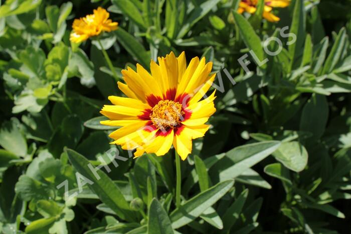 Krásnoočko velkokvěté 'Corey Yellow' - Coreopsis grandiflora 'Corey Yellow'