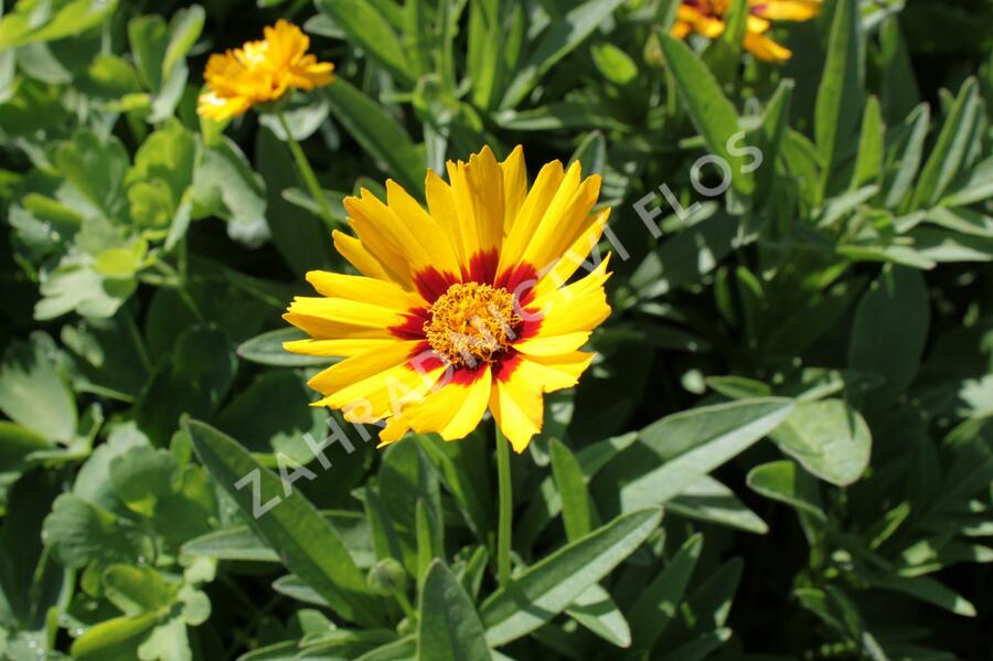 Krásnoočko velkokvěté 'Corey Yellow' - Coreopsis grandiflora 'Corey Yellow'