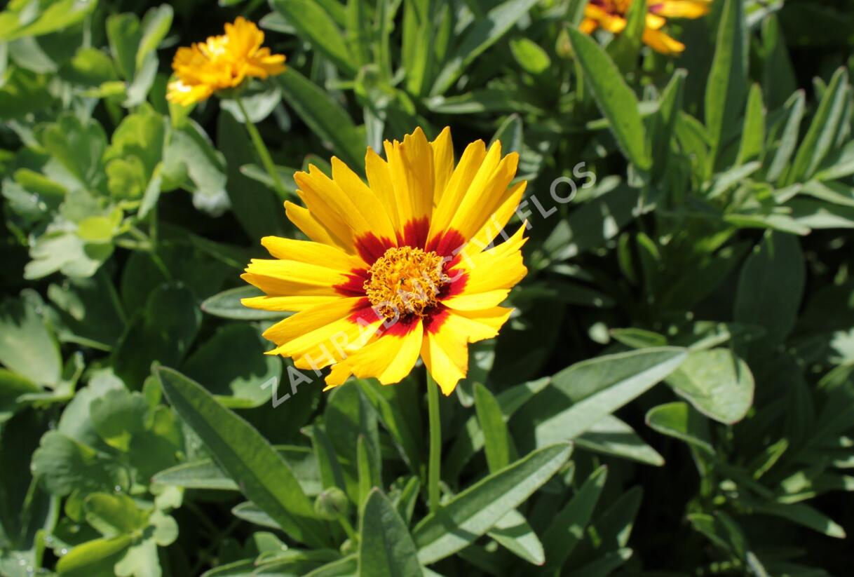 Krásnoočko velkokvěté 'Corey Yellow' - Coreopsis grandiflora 'Corey Yellow'