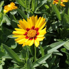 Krásnoočko velkokvěté 'Corey Yellow' - Coreopsis grandiflora 'Corey Yellow'