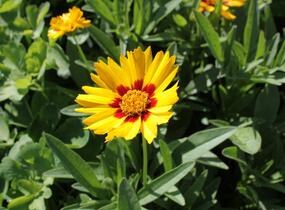 Krásnoočko velkokvěté 'Corey Yellow' - Coreopsis grandiflora 'Corey Yellow'