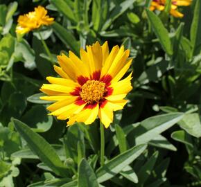 Krásnoočko velkokvěté 'Corey Yellow' - Coreopsis grandiflora 'Corey Yellow'