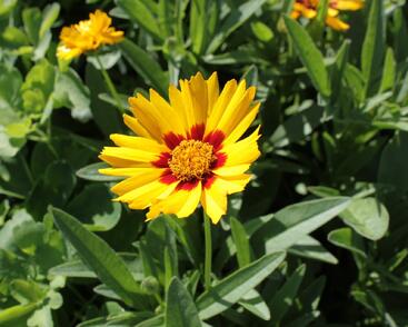 Krásnoočko velkokvěté 'Corey Yellow'