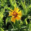 Krásnoočko velkokvěté 'Corey Yellow' - Coreopsis grandiflora 'Corey Yellow'