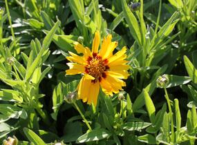 Krásnoočko velkokvěté 'Corey Yellow' - Coreopsis grandiflora 'Corey Yellow'