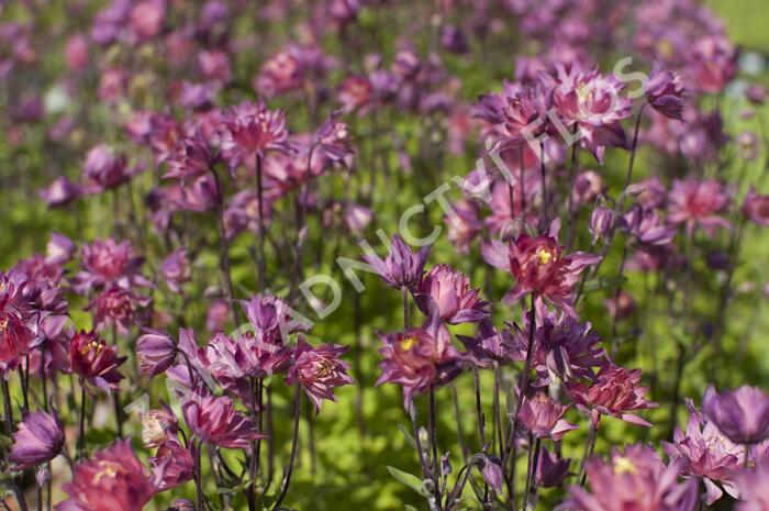 Orlíček obecný 'Clementine Salmon Rose' - Aquilegia vulgaris 'Clementine Salmon Rose'