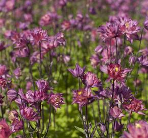 Orlíček obecný 'Clementine Salmon Rose' - Aquilegia vulgaris 'Clementine Salmon Rose'