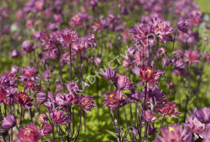 Orlíček obecný 'Clementine Salmon Rose' - Aquilegia vulgaris 'Clementine Salmon Rose'