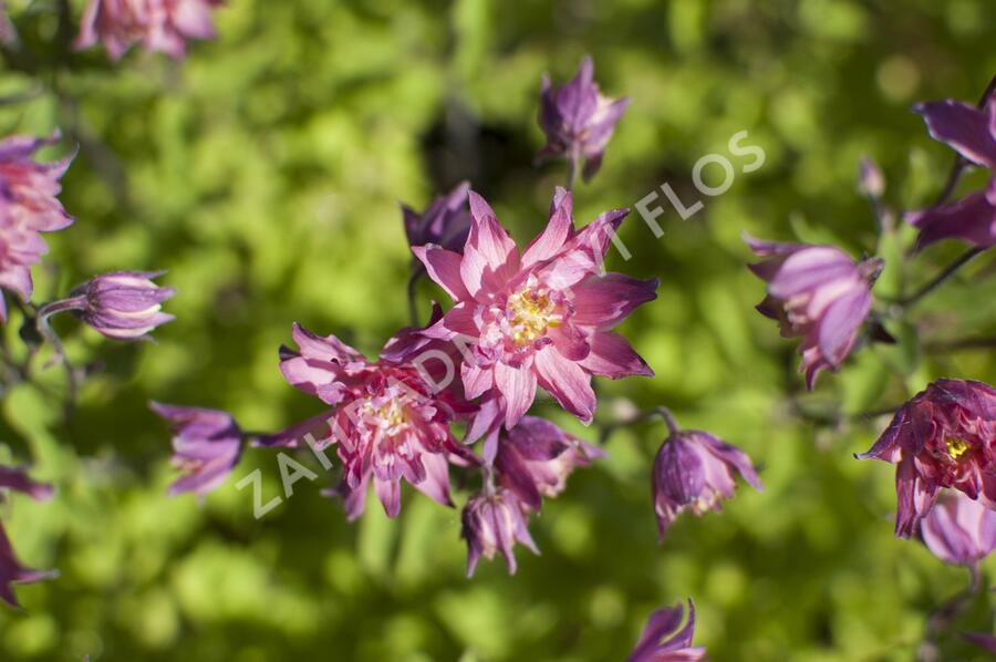 Orlíček obecný 'Clementine Salmon Rose' - Aquilegia vulgaris 'Clementine Salmon Rose'