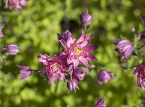 Orlíček obecný 'Clementine Salmon Rose' - Aquilegia vulgaris 'Clementine Salmon Rose'