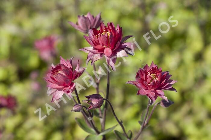 Orlíček obecný 'Clementine Red' - Aquilegia vulgaris 'Clementine Red'