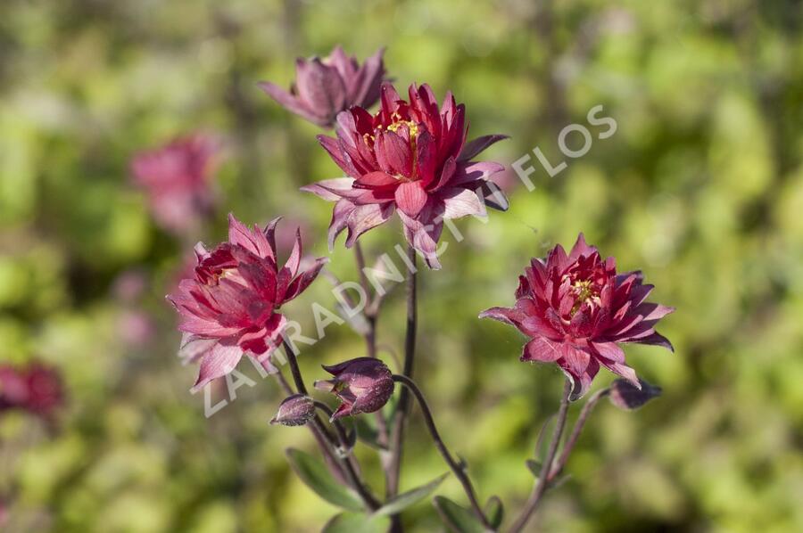 Orlíček obecný 'Clementine Red' - Aquilegia vulgaris 'Clementine Red'