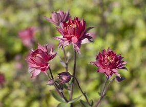 Orlíček obecný 'Clementine Red' - Aquilegia vulgaris 'Clementine Red'