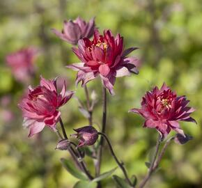 Orlíček obecný 'Clementine Red' - Aquilegia vulgaris 'Clementine Red'