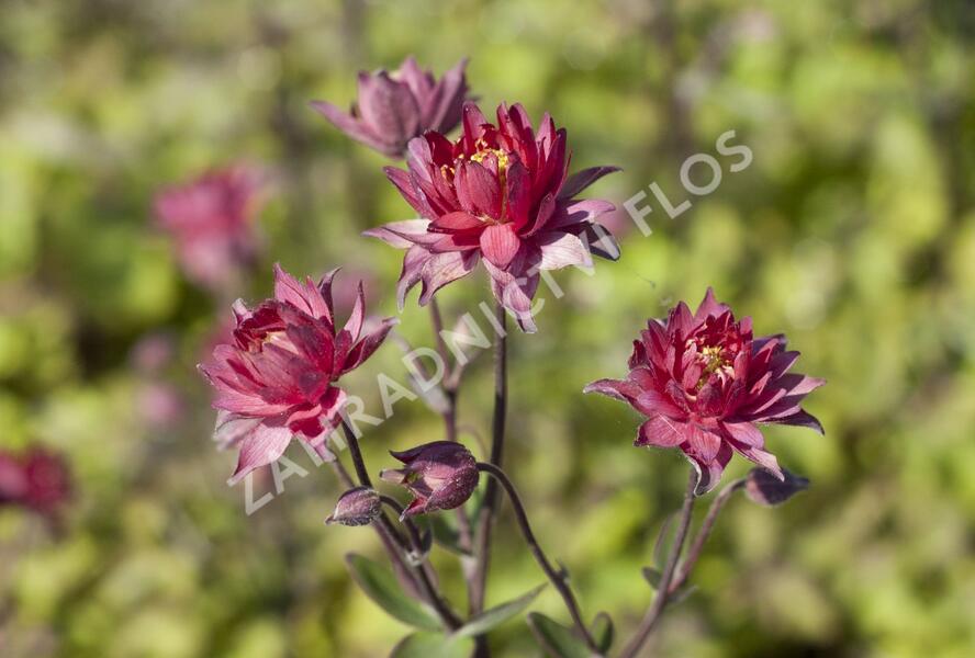 Orlíček obecný 'Clementine Red' - Aquilegia vulgaris 'Clementine Red'