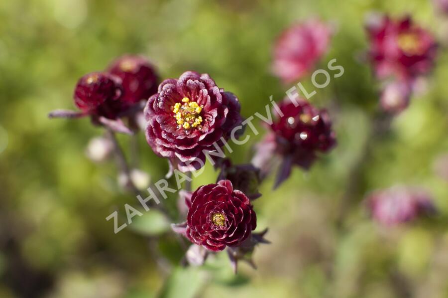 Orlíček obecný 'Clementine Red' - Aquilegia vulgaris 'Clementine Red'
