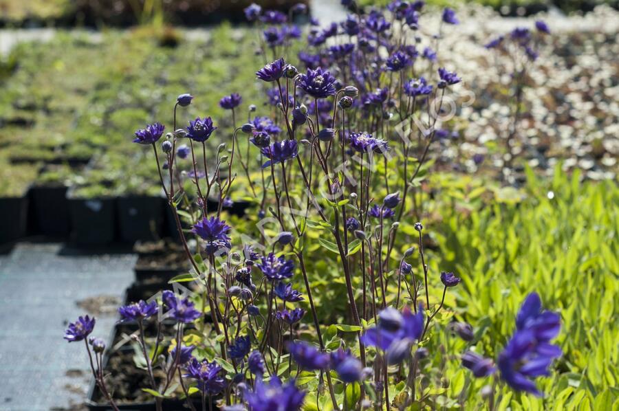 Orlíček obecný 'Clementine Blue' - Aquilegia vulgaris 'Clementine Blue'