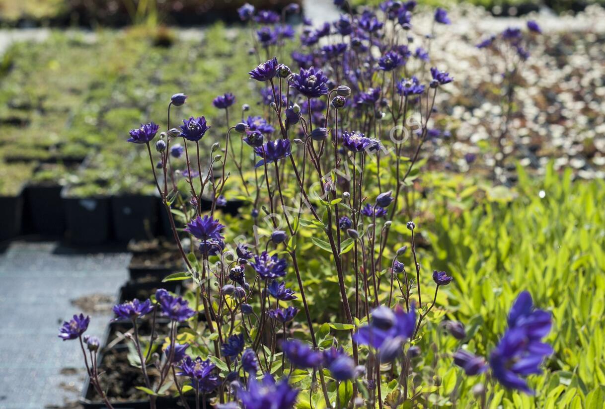 Orlíček obecný 'Clementine Blue' - Aquilegia vulgaris 'Clementine Blue'