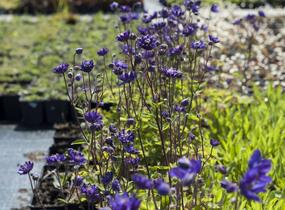 Orlíček obecný 'Clementine Blue' - Aquilegia vulgaris 'Clementine Blue'