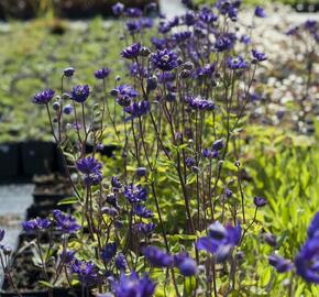 Orlíček obecný 'Clementine Blue' - Aquilegia vulgaris 'Clementine Blue'