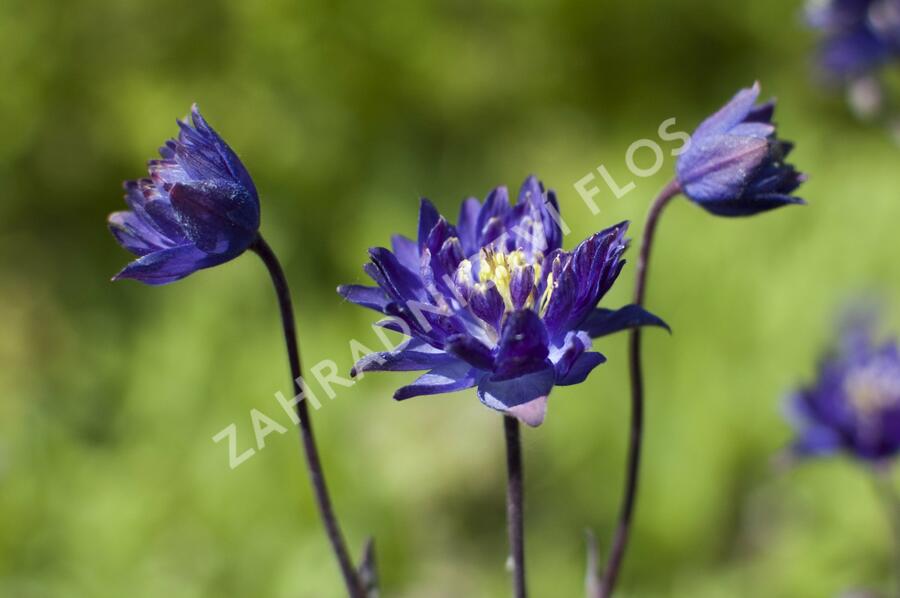 Orlíček obecný 'Clementine Blue' - Aquilegia vulgaris 'Clementine Blue'