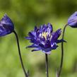 Orlíček obecný 'Clementine Blue' - Aquilegia vulgaris 'Clementine Blue'