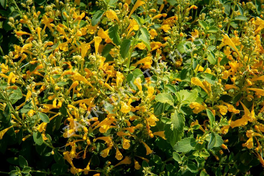 Agastache 'Agadir Yellow' - Agastache aurantiaca 'Agadir Yellow'