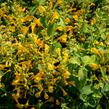 Agastache 'Agadir Yellow' - Agastache aurantiaca 'Agadir Yellow'