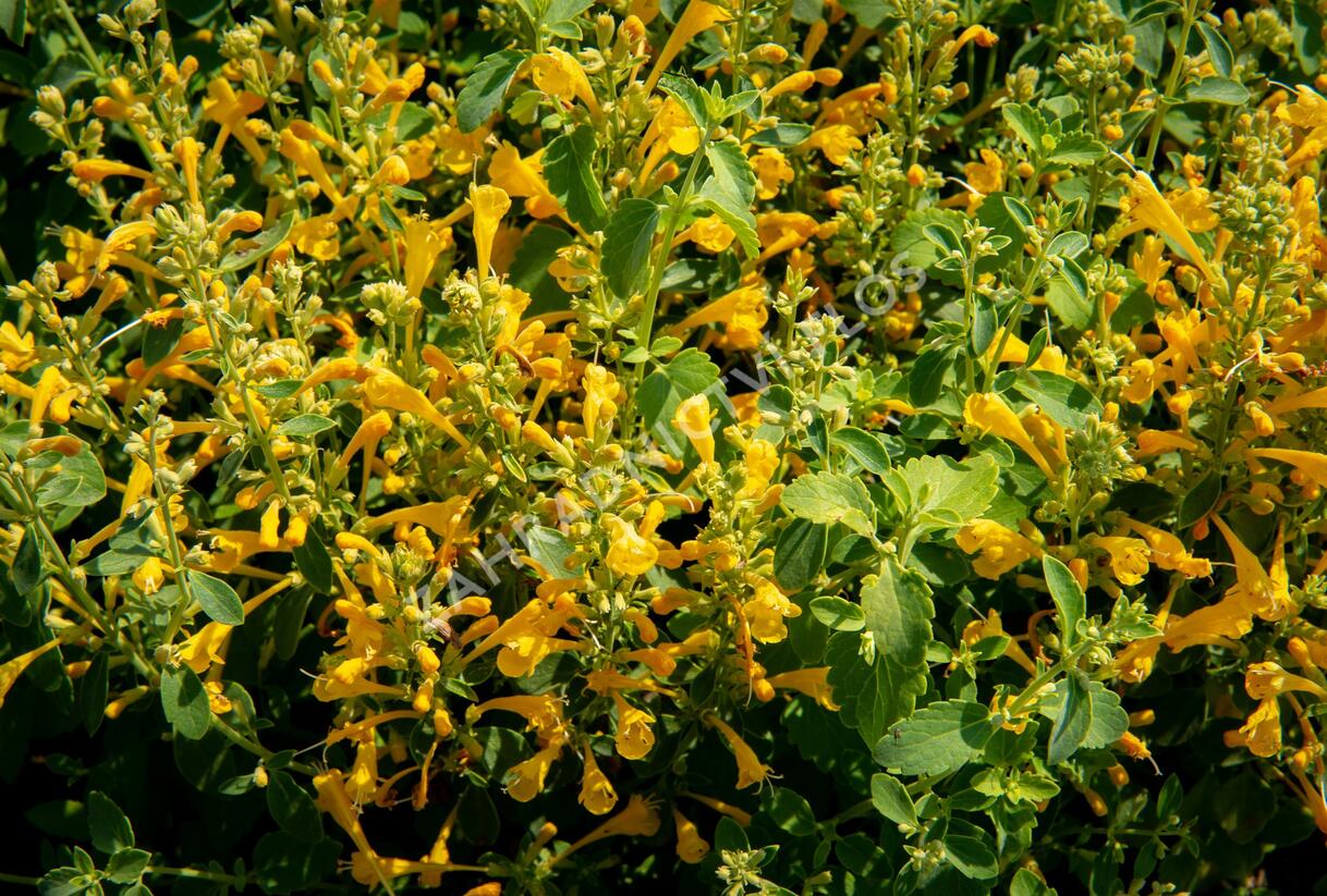 Agastache 'Agadir Yellow' - Agastache aurantiaca 'Agadir Yellow'