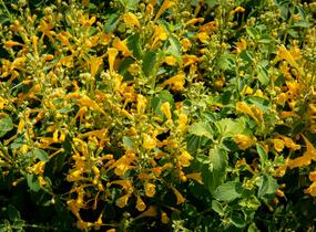 Agastache 'Agadir Yellow' - Agastache aurantiaca 'Agadir Yellow'