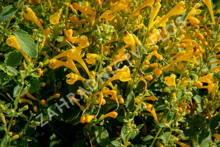 Agastache 'Agadir Yellow' - Agastache aurantiaca 'Agadir Yellow'