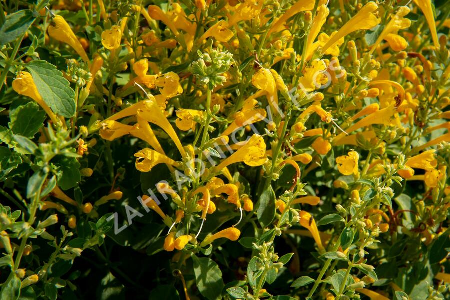 Agastache 'Agadir Yellow' - Agastache aurantiaca 'Agadir Yellow'