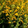 Agastache 'Agadir Yellow' - Agastache aurantiaca 'Agadir Yellow'