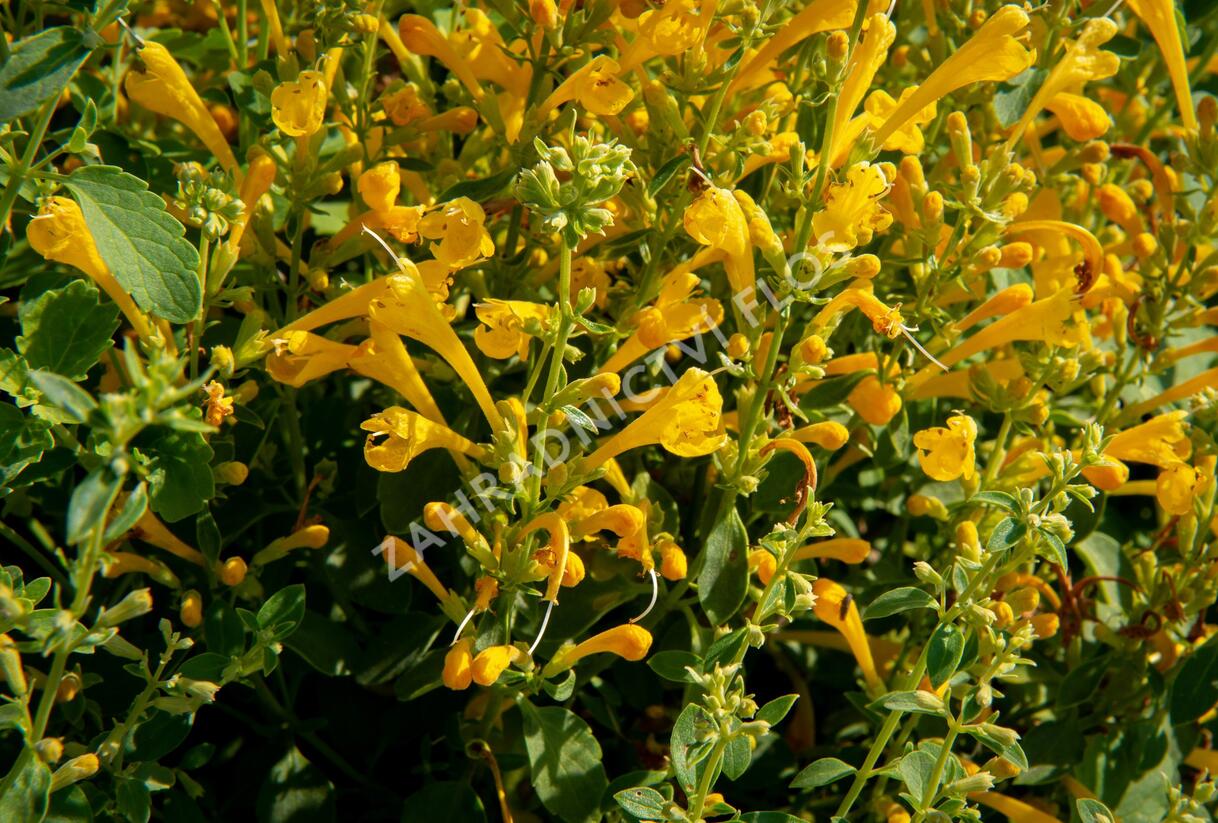 Agastache 'Agadir Yellow' - Agastache aurantiaca 'Agadir Yellow'