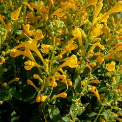 Agastache 'Agadir Yellow' - Agastache aurantiaca 'Agadir Yellow'