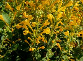 Agastache 'Agadir Yellow' - Agastache aurantiaca 'Agadir Yellow'