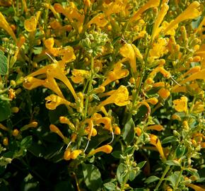 Agastache 'Agadir Yellow' - Agastache aurantiaca 'Agadir Yellow'