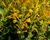 Agastache 'Agadir Yellow'