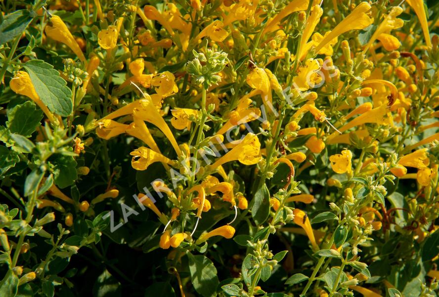 Agastache 'Agadir Yellow' - Agastache aurantiaca 'Agadir Yellow'
