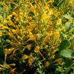 Agastache 'Agadir Yellow' - Agastache aurantiaca 'Agadir Yellow'