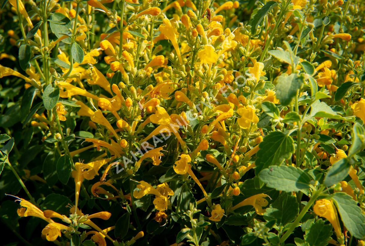 Agastache 'Agadir Yellow' - Agastache aurantiaca 'Agadir Yellow'