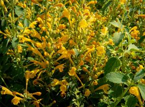 Agastache 'Agadir Yellow' - Agastache aurantiaca 'Agadir Yellow'
