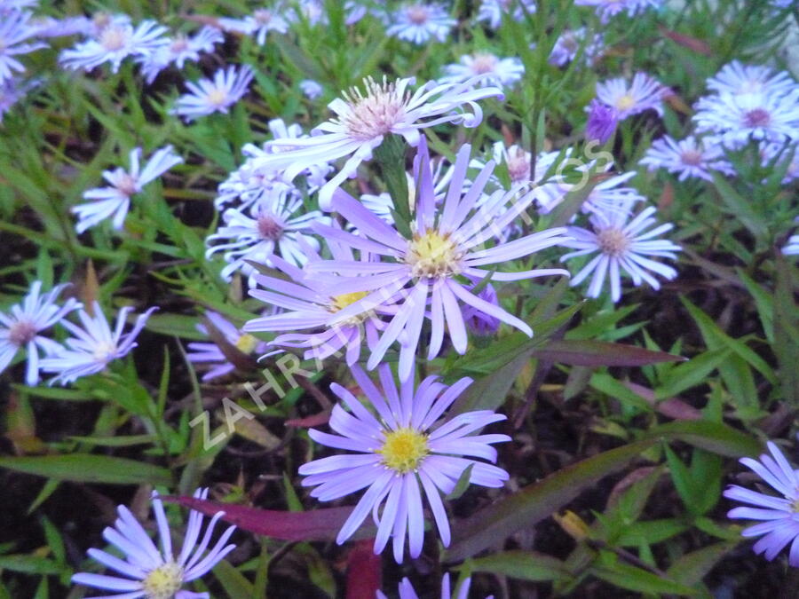 Hvězdnice novobelgická 'Blütenmeer' - Aster novi-belgii 'Blütenmeer'