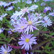 Hvězdnice novobelgická 'Blütenmeer' - Aster novi-belgii 'Blütenmeer'