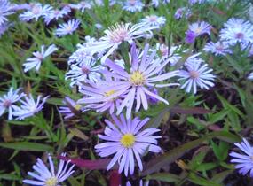 Hvězdnice novobelgická 'Blütenmeer' - Aster novi-belgii 'Blütenmeer'