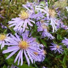 Hvězdnice novobelgická 'Blütenmeer' - Aster novi-belgii 'Blütenmeer'
