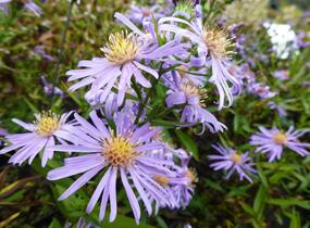 Hvězdnice novobelgická 'Blütenmeer' - Aster novi-belgii 'Blütenmeer'